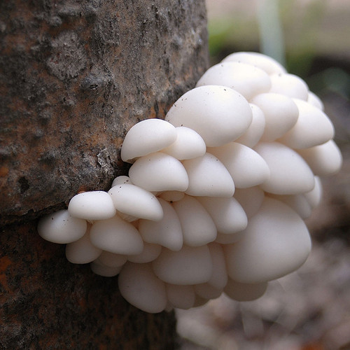 A cluster of Polar White oyster mushrooms growing from a log.