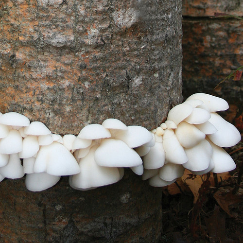 A ring of polar white oyster mushrooms surrounding a log.