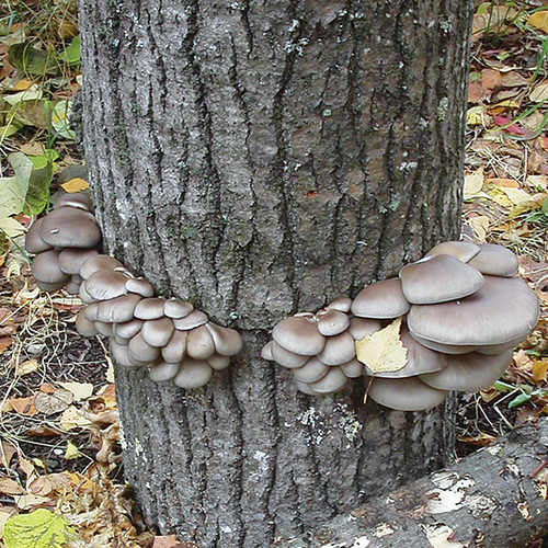 Grey Dove oyster mushrooms can be planted either in the drill-and-fill or totem method.