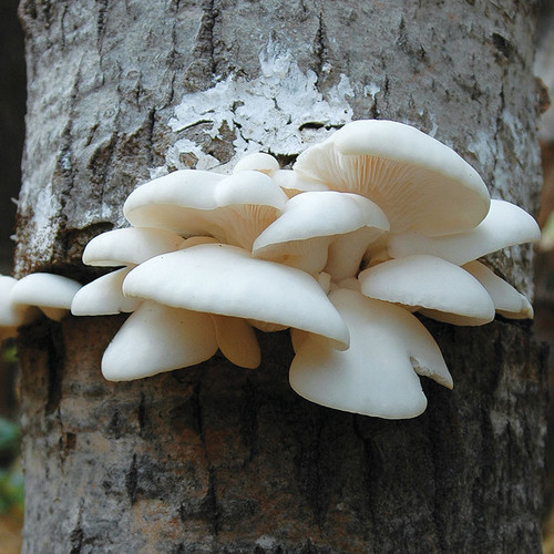 Polar White oyster mushrooms require low temperatures to produce mushrooms.