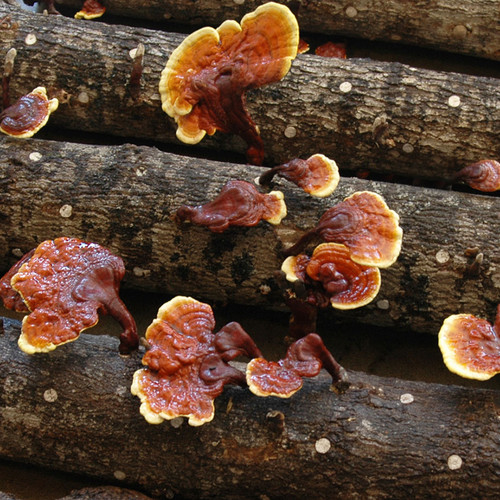 The conks of reishi growing on logs placed close to ground level.