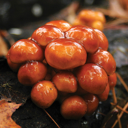 A cluster of shiny orange nameko mushrooms fruiting on a log in fall.