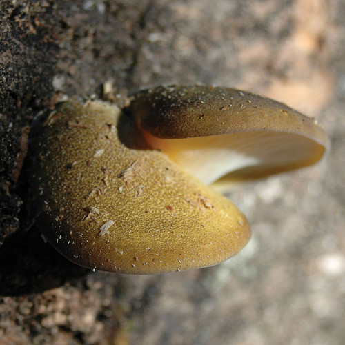 Two toffee-colored caps of olive oysterling.
