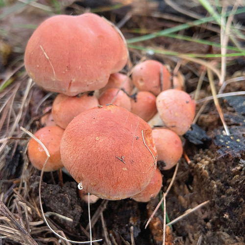 Orange Brick Cap mushrooms grow from buried log rounds.