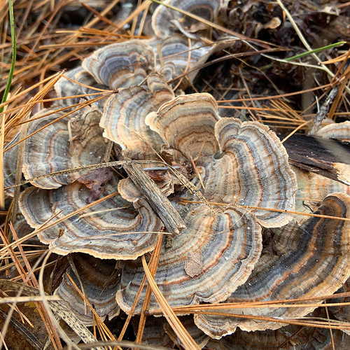A cluster of turkey tail mushrooms growing from a log round. A cluster of turkey tail mushrooms growing from a log round.