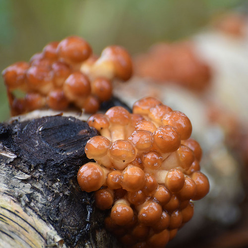 Small capped orange mushrooms growing on a birch log.