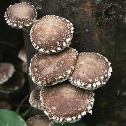 WR46 Shiitake mushrooms tend to grow in clusters on logs.