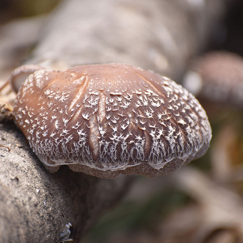 One large Halo shiitake growing on a log.