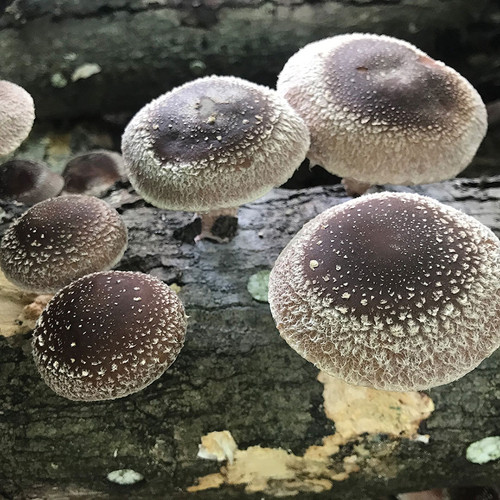 Several perfectly round shiitake mushrooms as is typical of the Halo strain.