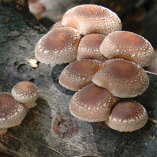 Large, uniform clusters of Native Harvest Shiitake fruiting on a log, ready for harvest.