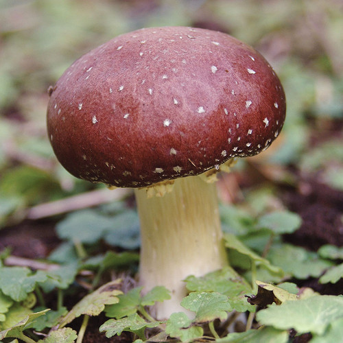 A single, large wine cap mushroom growing amongst greenery.