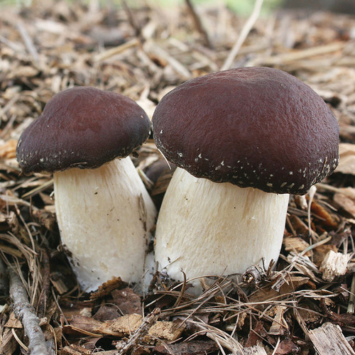 Wine Cap mushrooms grow quickly on hardwood chip or straw beds in dappled light or shade, and improving soil quality.
