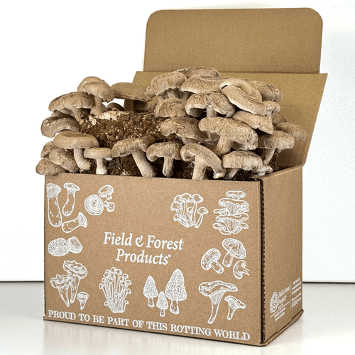 Ready-to-fruit Shiitake block kit sitting inside kit box.