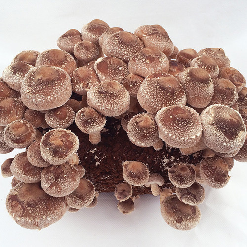 Easy to grow Shiitake mushroom indoor kit
