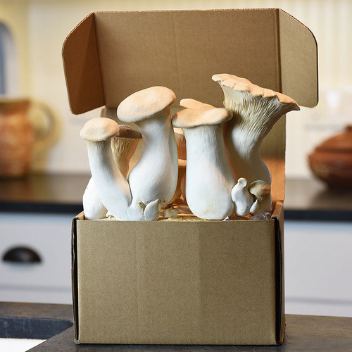 Ready-to-fruit King Oyster mushroom kit growing from the kit box