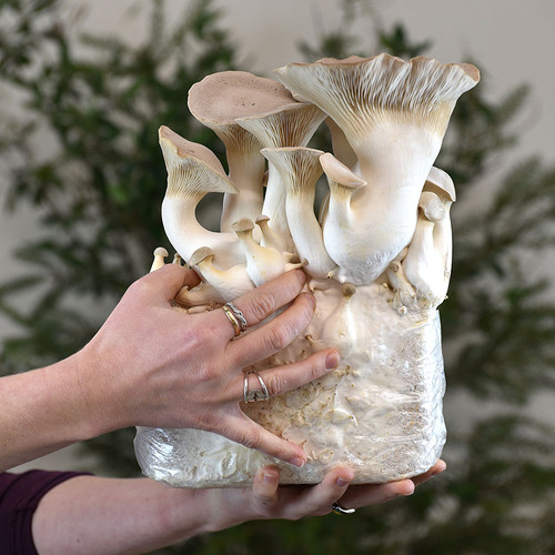 Ready-to-fruit King Oyster mushroom kit in front of a green background