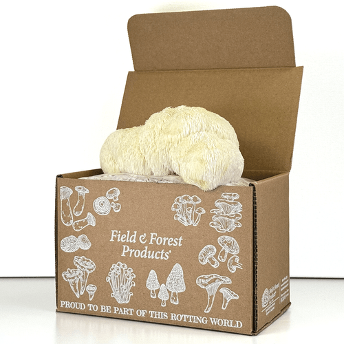 Lion's Mane cluster growing on a ready-to-fruit mushroom kit.