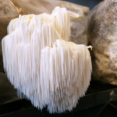 Ready-to-fruit Lion's Mane mushroom kit