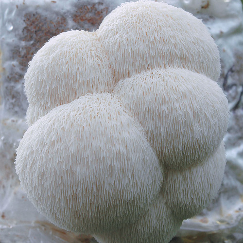 lion's mane cluster growing on a mushroom kit
