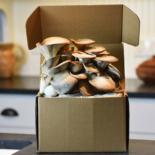 Black Pearl Oyster mushrooms growing from a table top farm.