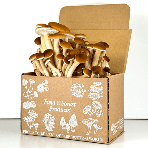 Ready-to-fruit Pioppini mushroom kit.