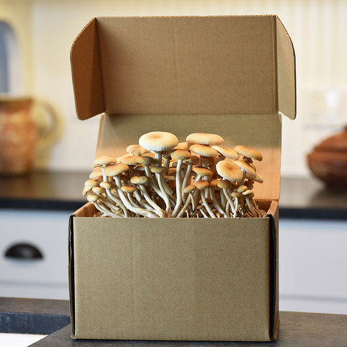 Ready-to-fruit Pioppini mushroom kit