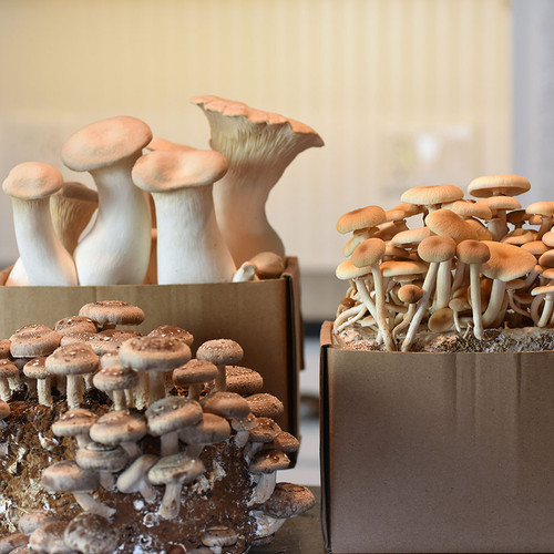 Eclectic Chef Table Top Farm Set includes Shiitake, Pioppini, and King Oyster ready-to-fruit kits.