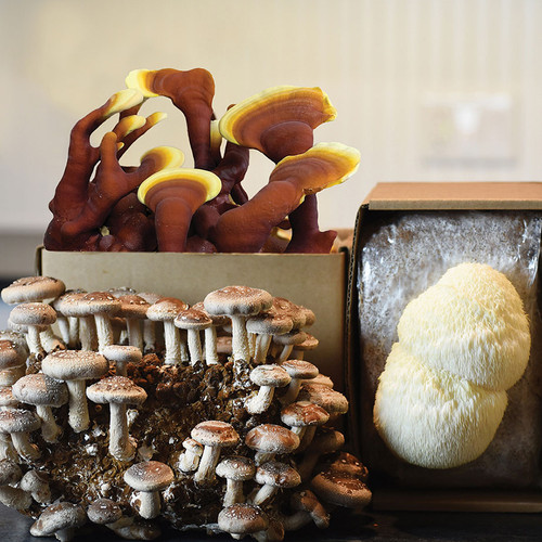 Health Nut Table Top Farm Set includes Reishi, Lion's Mane, and Shiitake ready-to-fruit kits.