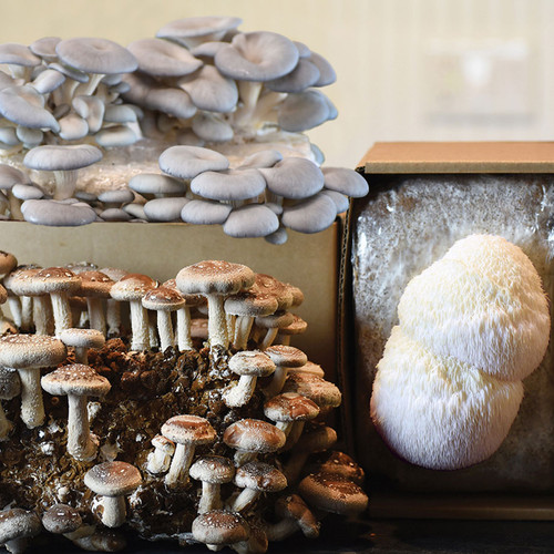 SOL Table Top Farm Set includes Shiitake, Oyster, and Lion's Mane ready-to-fruit kits. SOL Table Top Farm Set includes Shiitake, Oyster, and Lion's Mane ready-to-fruit kits.
