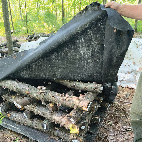 Heavy fruiting blanket measuring 12.5 x 10 ft. Heavy fruiting blanket measuring 12.5 x 10 ft.