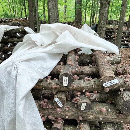Light fruiting blanket covering shiitake logs. Light fruiting blanket covering shiitake logs.