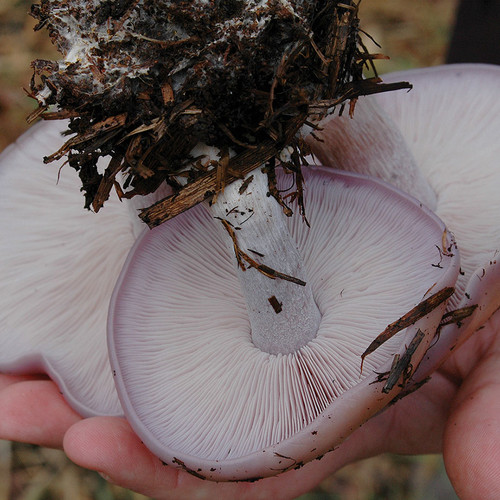 Closeup of gills under the caps of harvested Wood Blewit mushrooms.