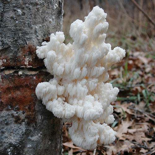 Comb Tooth mushrooms growing on a log, inoculated with our bottled sawdust spawn (enough to inoculate five logs).