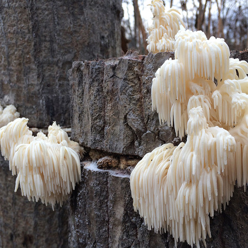 Bright white and cascading Comb Tooth mushrooms ready to be harvested.