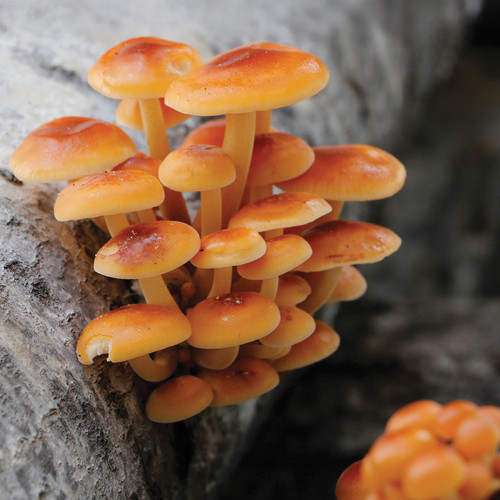 Golden Enoki mushrooms growing on a log, inoculated with our bottled sawdust spawn (enough to inoculate five logs).
