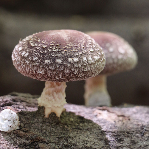 Night Velvet Shiitake mushrooms growing on a log, inoculated with our bottled sawdust spawn (enough to inoculate five logs).