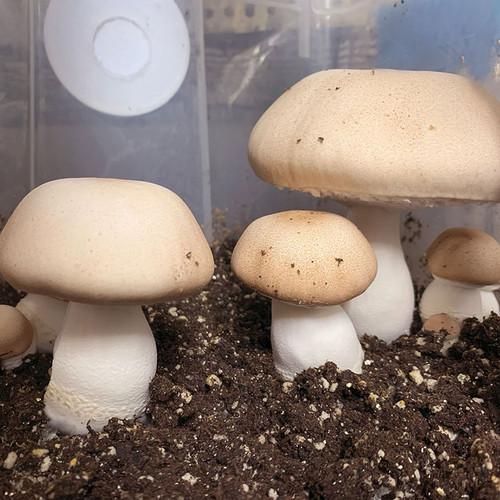 Almond Agaricus growing in a monotub on CVG+ sterilized substrate.