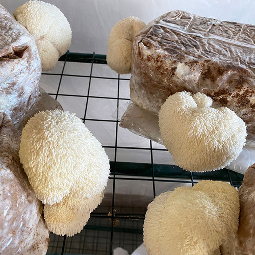 Lion's Mane mushroom do-it-yourself block with mushrooms ready to harvest.