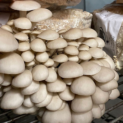 Close-up view of PoHu Oyster mushrooms on ready-to-fruit block. Close-up view of PoHu Oyster mushrooms on ready-to-fruit block.