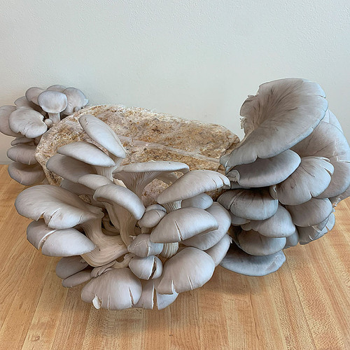 Grey Dove Oyster mushroom do-it-yourself block in fruiting stage. Grey Dove Oyster mushroom do-it-yourself block in fruiting stage.