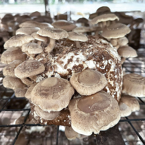 Shiitake mushrooms grown on a sawdust block made from fuel pellets.
