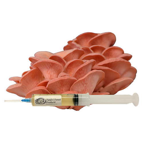 Pink Oyster liquid culture is used for expanding into grain to make fruiting blocks or to inoculate your substrate.