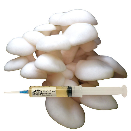 Summer White Oyster liquid culture is used for expanding into grain to make fruiting blocks or inoculate your substrate.