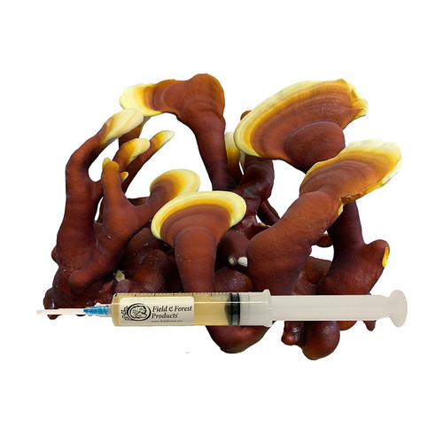 a liquid culture reishi syringe in front of a cluster of reishi fruiting bodies