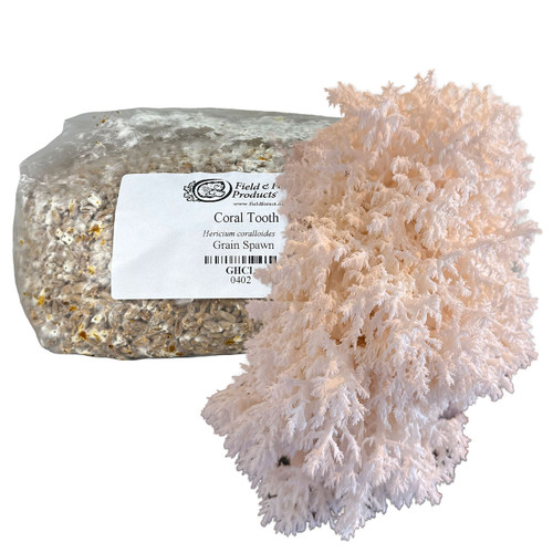 Bag of Coral Tooth grain spawn with a large harvested cluster of mushrooms in front.