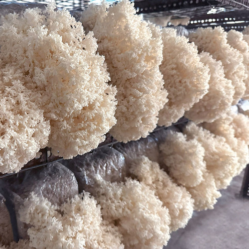 Several ready-to-fruit Coral Tooth (Hericium coralloides) mushroom blocks fruiting in Field and Forest Products grow room.
