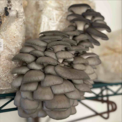 Grey-blue Oyster mushrooms fruiting off a sawdust block.
