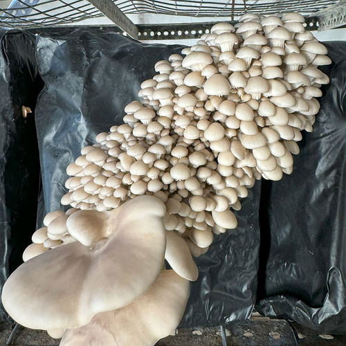Black polypropylene filter disc bags are ideal for cultivating mushrooms prone to fruiting in the bag, like some Oysters.