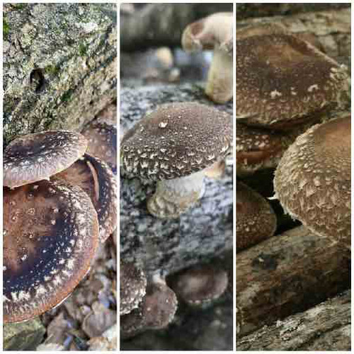 Shiitake 3-Season Plug Spawn Kit includes 3 shiitake strains of plug spawn, drill bit with stop collar, plug wax, and tags.