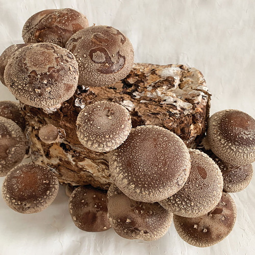 Shiitake LE3790 Grain Spawn - Block Production Strain